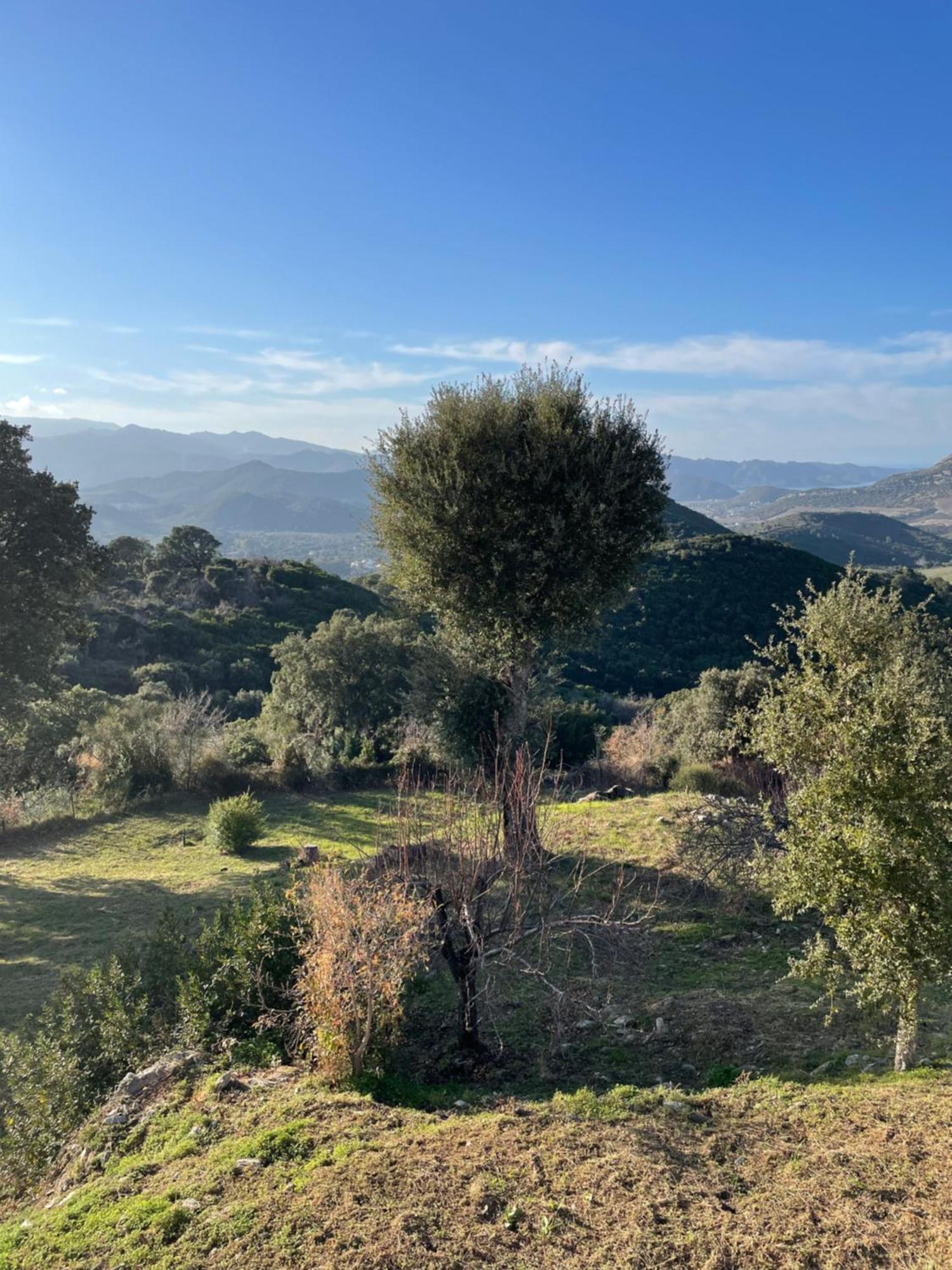 Casa Di Cajucan Poggio-d'Oletta Eksteriør billede